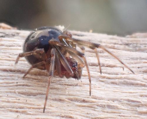 Réf. 316 420 : Steatoda triangulosa